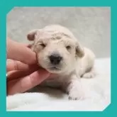 トイプードル(トイ)