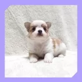 チワワ(ロング)
