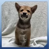 柴犬(標準サイズ)