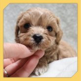 ●まるぷー●(マルチーズ×トイプードル)