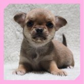 チワワ(スムース)