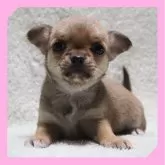 チワワ(スムース)