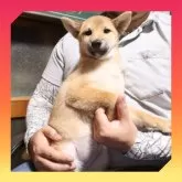 柴犬(標準サイズ)
