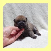 柴犬(標準サイズ)