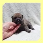 柴犬(標準サイズ)