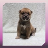 柴犬(標準サイズ)