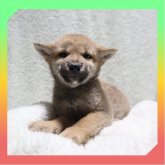 柴犬(標準サイズ)