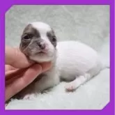 チワワ(スムース)【岡山県・男の子・2025年10月27日・ホワイト&レッド】の写真1