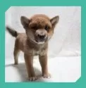 柴犬(標準サイズ)【岡山県・男の子・2025年6月8日・赤】の写真3