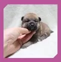 柴犬(標準サイズ)【岡山県・女の子・2025年5月20日・赤】の写真4