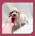 トイプードル(トイ)【岡山県・女の子・2024年12月23日・クリーム】の写真4