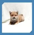柴犬(標準サイズ)【岡山県・男の子・2024年12月18日・赤】の写真4