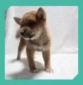 柴犬(標準サイズ)【岡山県・男の子・2025年6月8日・赤】の写真4