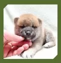 柴犬(標準サイズ)【岡山県・男の子・2024年12月20日・赤】の写真5