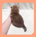 柴犬(標準サイズ)【岡山県・女の子・2025年6月8日・赤】の写真6