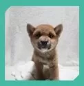 柴犬(標準サイズ)【岡山県・男の子・2025年6月8日・赤】の写真6