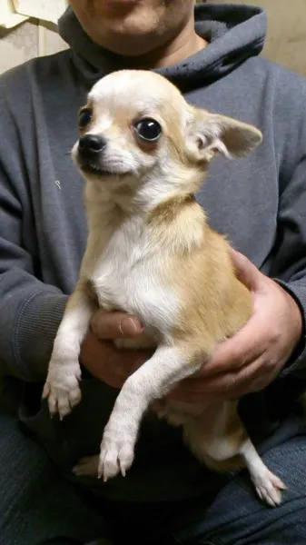 ID：1307-00957の子犬