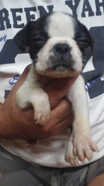 ID：1109-00089の子犬