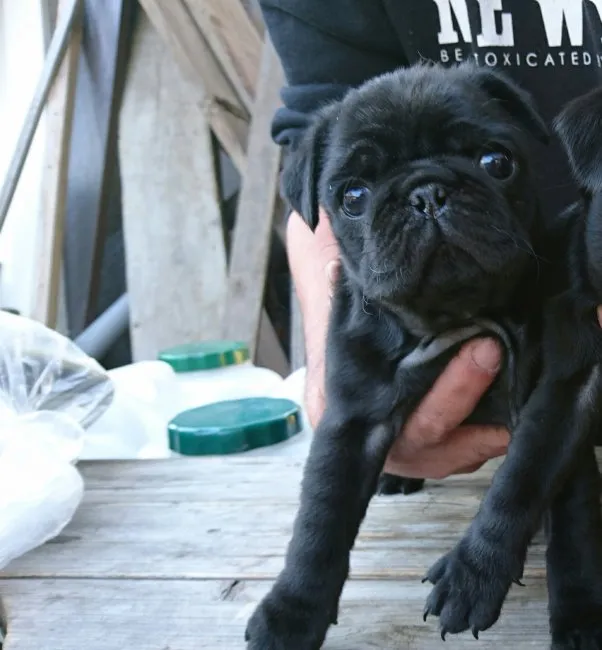 ID:1611-01858の子犬