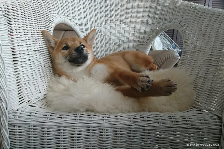 ID:1612-00965の子犬