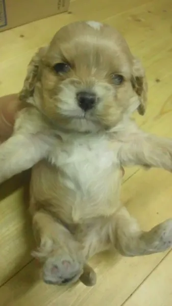 ID：1206-00037の子犬