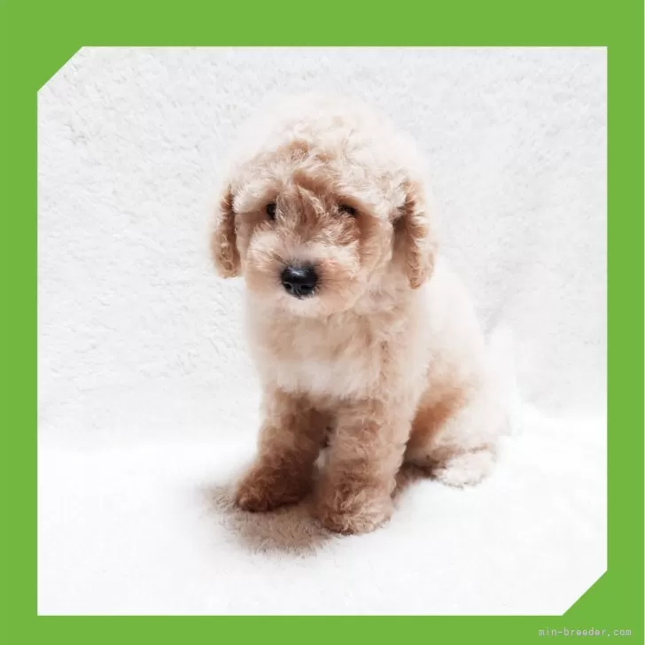 ID：2406-05012の子犬