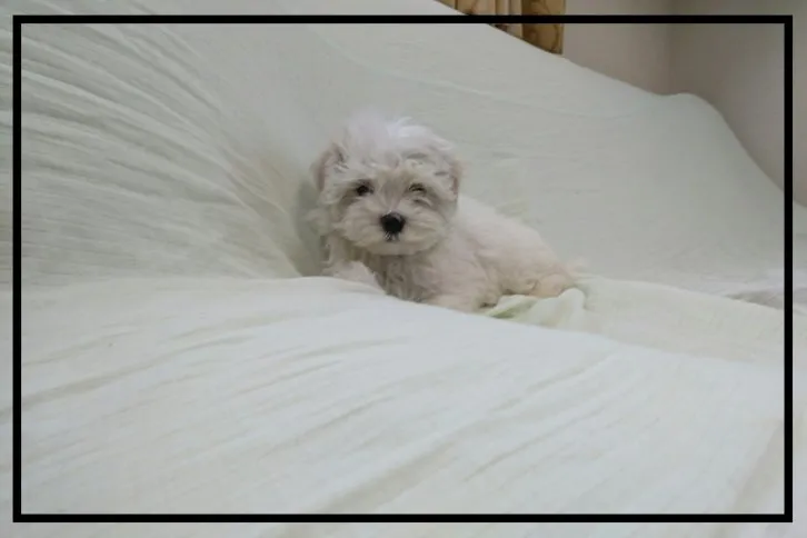 ID：1605-01298の子犬