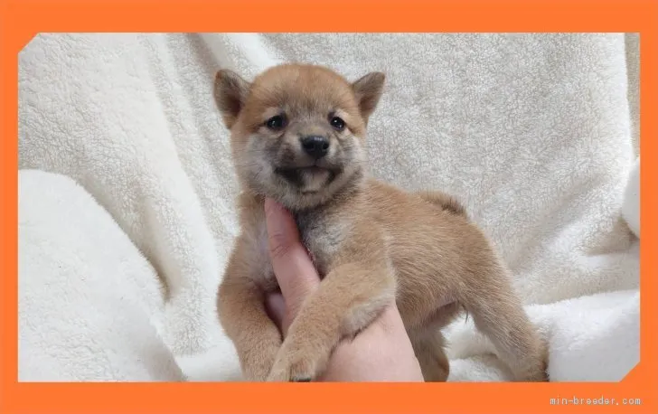 ID：2008-03137の子犬