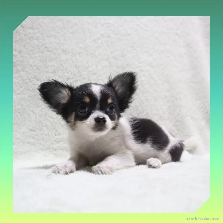 ID:2408-02195の子犬