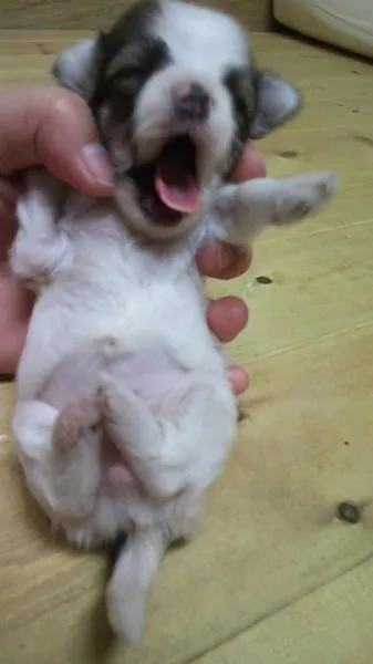 ID：1207-00738の子犬