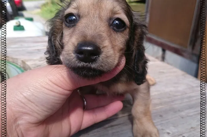 ID：1504-01040の子犬