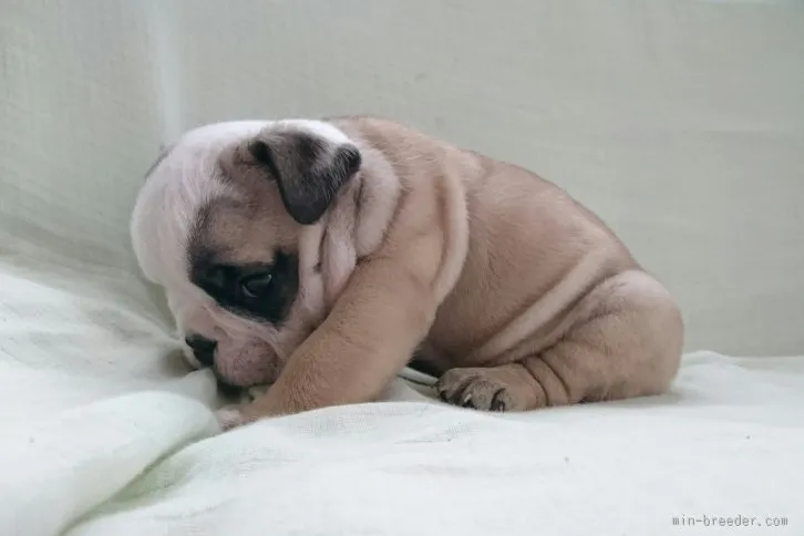 ID：1512-01151の子犬