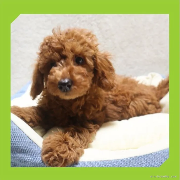 ID:2305-03287の子犬