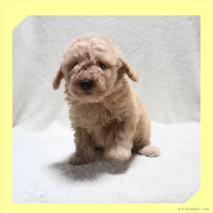 ID：2410-00949の子犬