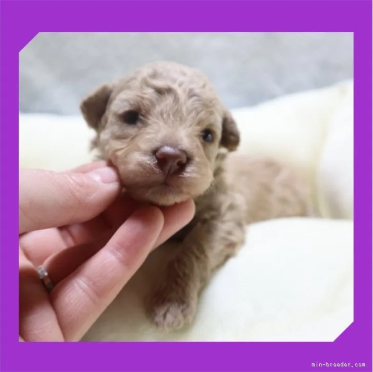 ID:2303-02015の子犬