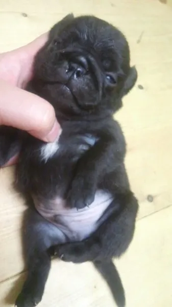 ID：1208-00437の子犬