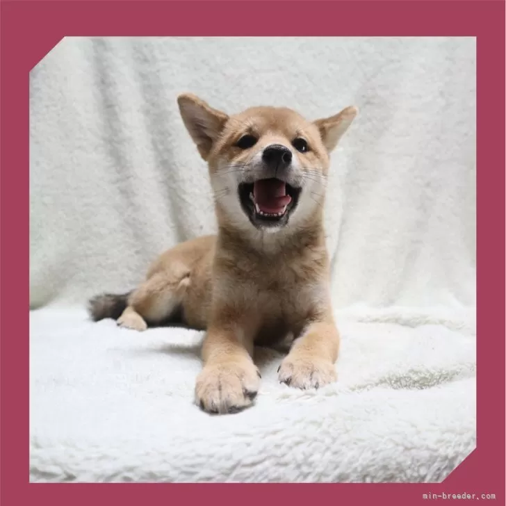 ID：2409-03308の子犬