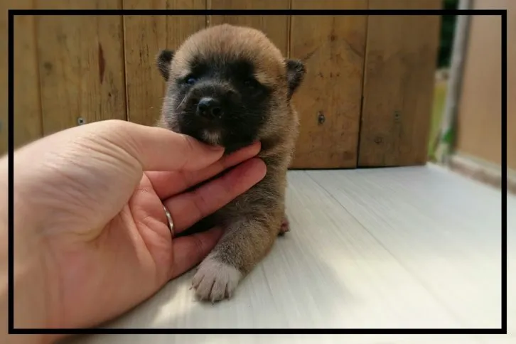 ID:1607-00995の子犬