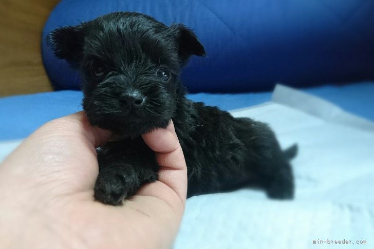 ヨーキー Mシュナウザー 岡山県 男の子 17年1月15日 黒 みんなのブリーダー 子犬id 1702 ヨーキー Mシュナウザー 岡山県 男の子 17年1月15日 黒 みんなのブリーダー 子犬id 1702