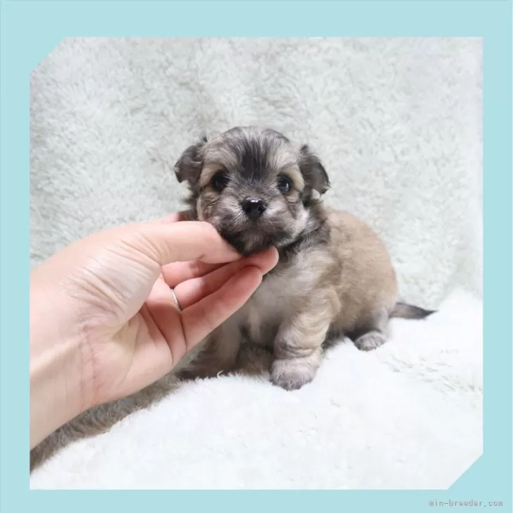 ID:2409-07334の子犬