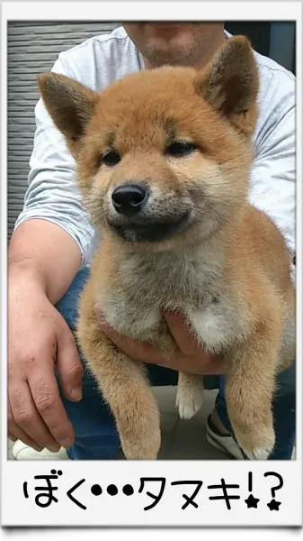 ID：1404-00987の子犬
