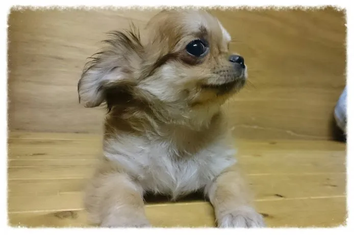 ID：1502-00425の子犬