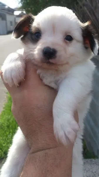 ID:1404-00167の子犬