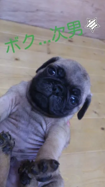 前川 様のお迎えした子犬