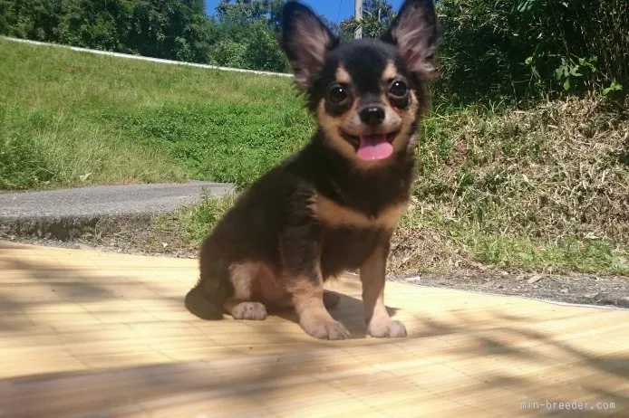 ID：1508-00001の子犬