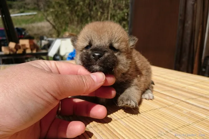 ID:1603-01142の子犬