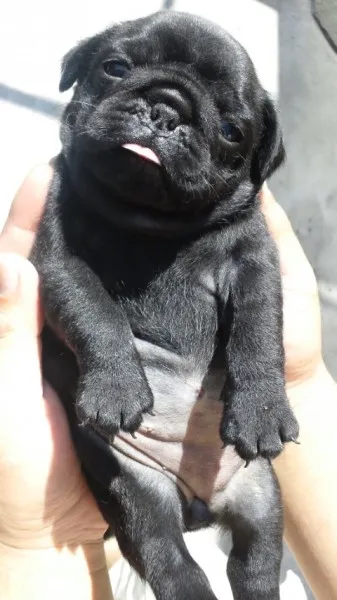 ID：1206-00671の子犬