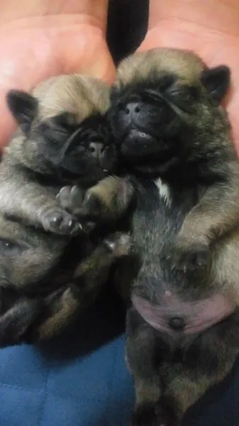 ID：1202-00127の子犬