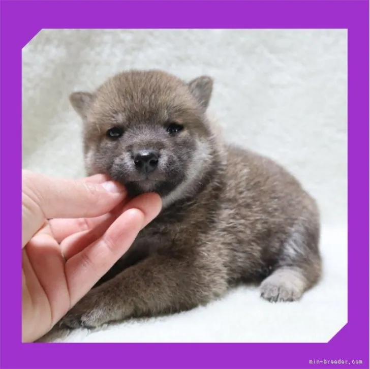 ID:2304-01052の子犬