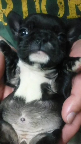 ID：1112-00078の子犬